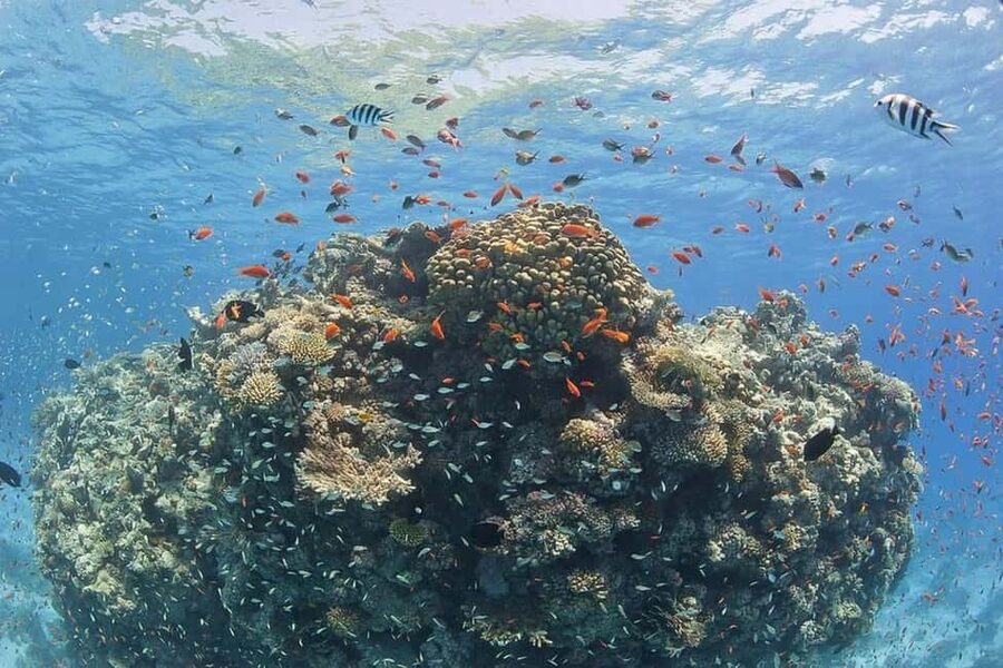Hurghada: Full-Day Snorkeling Tour in Sharm El Naga w/Lunch - Getting the most from the tour, practical prep that pays off