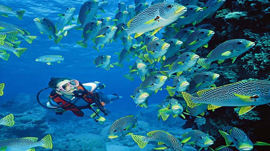 Hurghada:Luxury Diving & Snorkeling inc/Island/Lunch/Massage - How the Yacht Day Works in Real Life (8 Hours Total)
