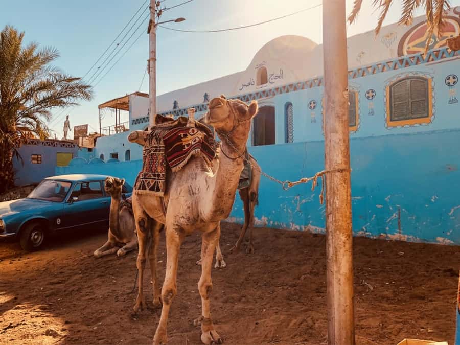 Hurghada: Morning Quad Bike Tour, Camel Ride and Transfer - Quad Bikes in the Red Sea Desert: What You Really Get