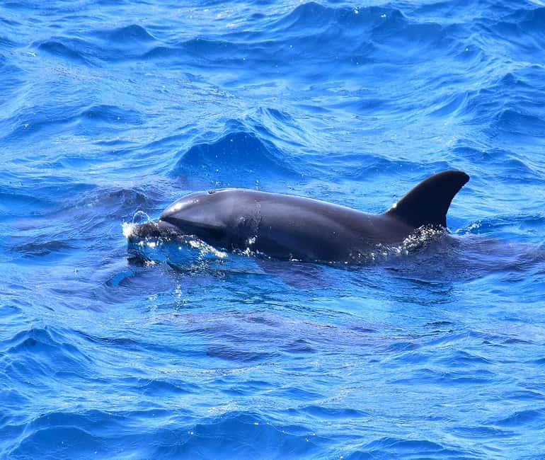 Hurghada or Makadi: Discover the Magic of Dolphin House - Snorkeling at Two Spots: Why Two Locations Feel Better Than One