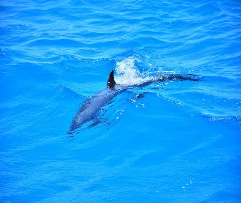 Hurghada or Makadi: Discover the Magic of Dolphin House - On-Board Time: Relaxing Between the Big Moments