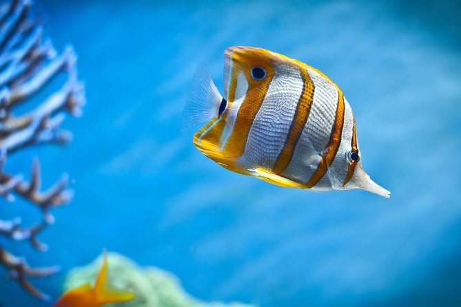 Hurghada: Orange Bay, Snorkeling, Watersports, Lunch & Drinks - Lunch, drinks, and water sports on board for $17.50 value