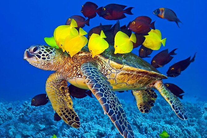 Hurghada Paradise Conquest Semi Submarine Snorkeling Trip - Price and Value: Why $9 Can Be a Great Deal (With One Budget Note)