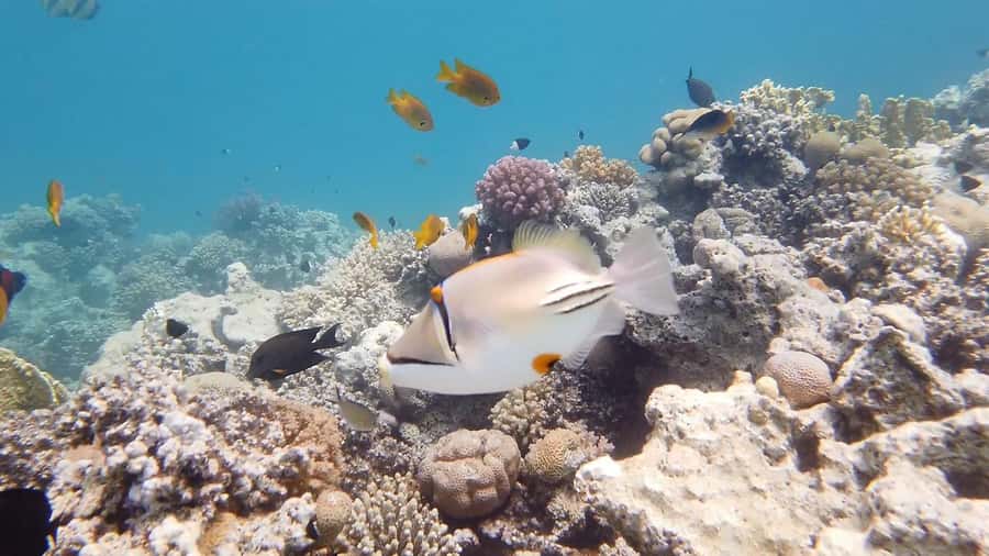 Hurghada: Premium Island Cruise with Lunch and snorkeling - Who This Cruise Is Best For (And Who Might Want Another Option)