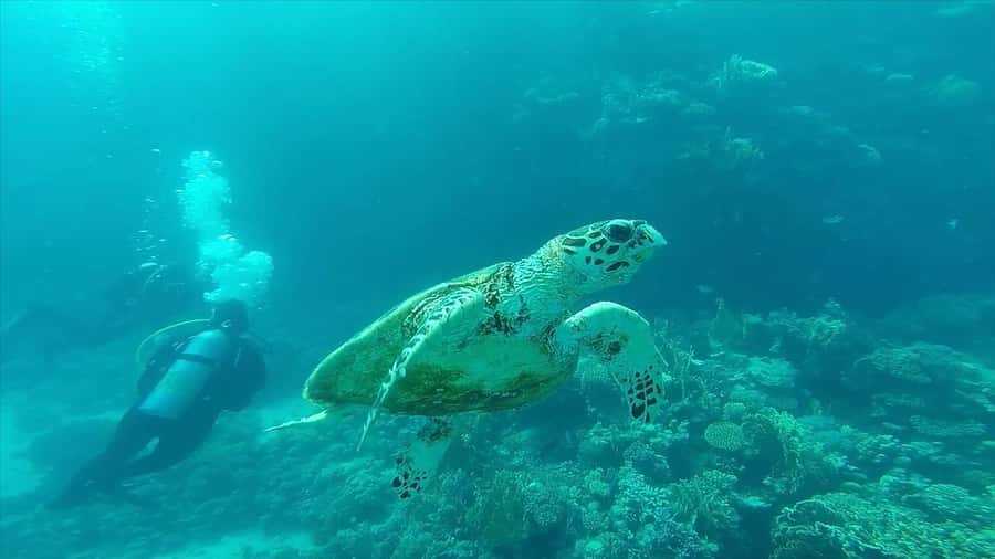 Hurghada: Premium Island Cruise with Lunch and snorkeling - Orange Bay and Giftun Island: The 45-Minute Scenery Window