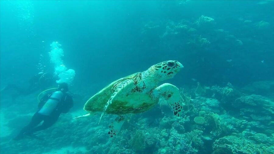 Hurghada: Premium Island Cruise with Lunch and snorkeling - Buffet Lunch on Board: More Than Just Food, It’s Part of the Comfort