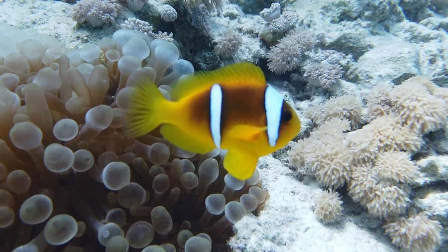 Hurghada: Premium Island Cruise with Lunch and snorkeling - Price and Value: What $31 Gets You in Hurghada