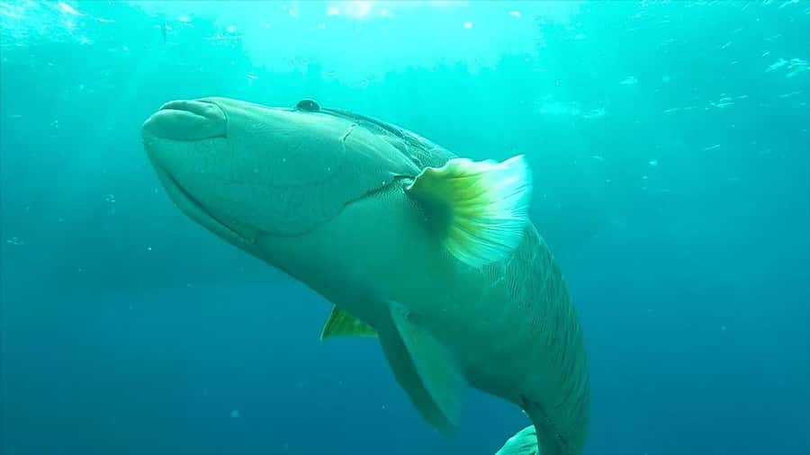 Hurghada: Premium Island Cruise with Lunch and snorkeling - Transfers and Timing: The Part You Can Manage