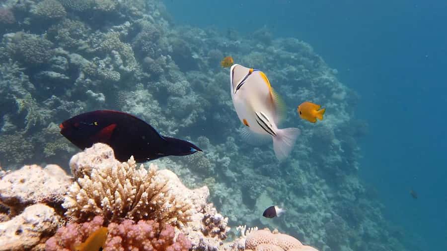 Hurghada: Premium Island Cruise with Lunch and snorkeling - How the 6-Hour Schedule Works from Hurghada
