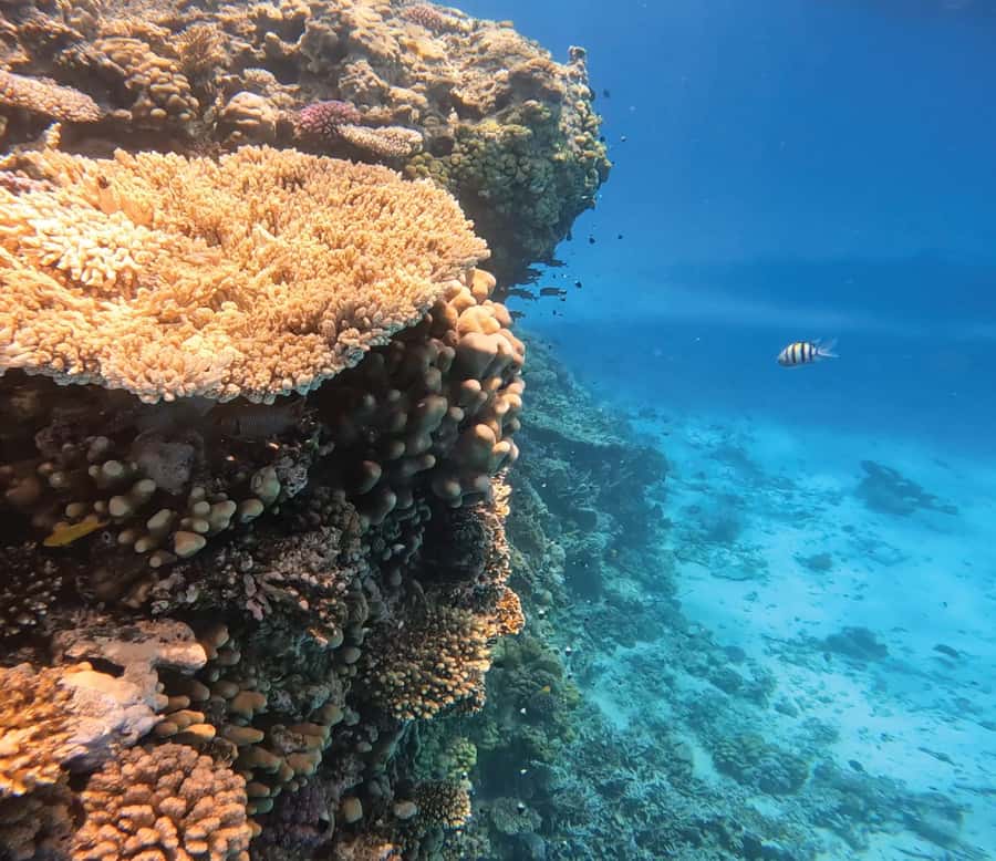 Hurghada: Premium Orange Island Cruise with Lunch & Transfer - Hurghada to Orange Island: what the 8 hours feel like