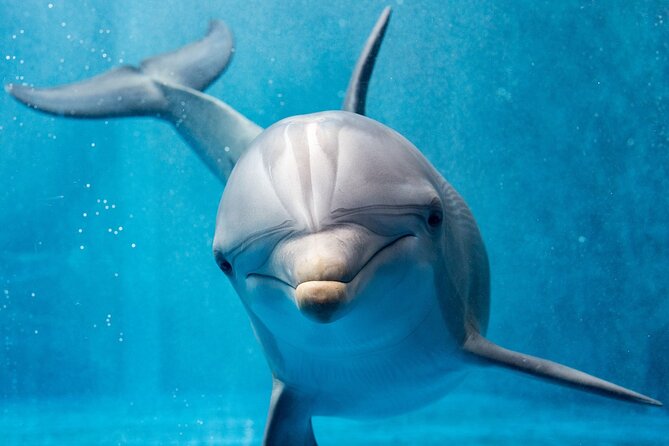 Hurghada: Private 4 Hours Speedboat Dolphin House Snorkling Tour - The El Mina wreck stop: why it matters and what you might see