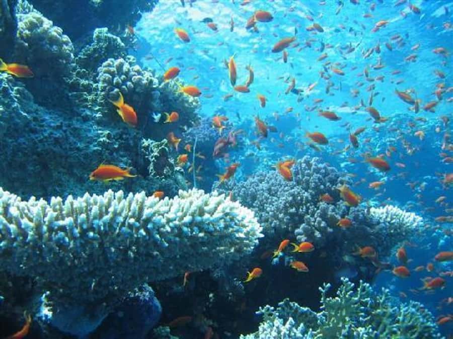 Hurghada, Professionals Diving in Open Water Tour with Lunch - Second Underwater Session, Then Snorkeling Time