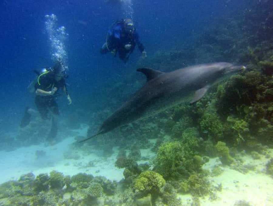 Hurghada, Professionals Diving in Open Water Tour with Lunch - Equipment, What’s Included, and One Cash Detail