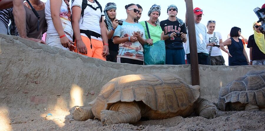 Hurghada: Quad Bike, Camel, Show, Dinner, & Stargazing Trip - Dinner and show: what you get after the sand