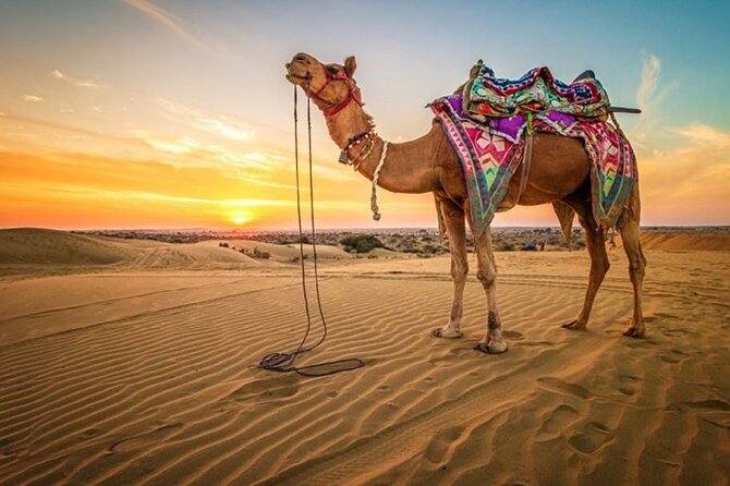 Hurghada: Quad, Jeep, Camel and Buggy Safari with BBQ Dinner - ATV quad driving: where the energy usually peaks