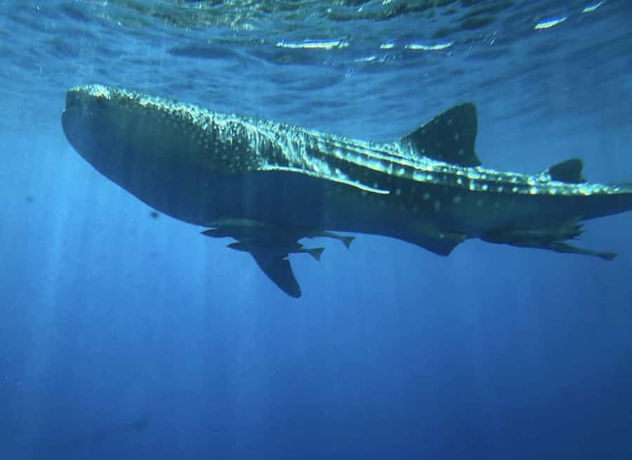 Hurghada: Royal Seascope Submarine Cruise with Snorkel Stop - Should you book the Royal Seascope cruise with snorkel stop?