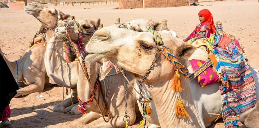 Hurghada: Safari Jeep, Buggy, Camel, Quad, Bedouin Dinner - Who This Tour Suits Best, and Who Should Skip It