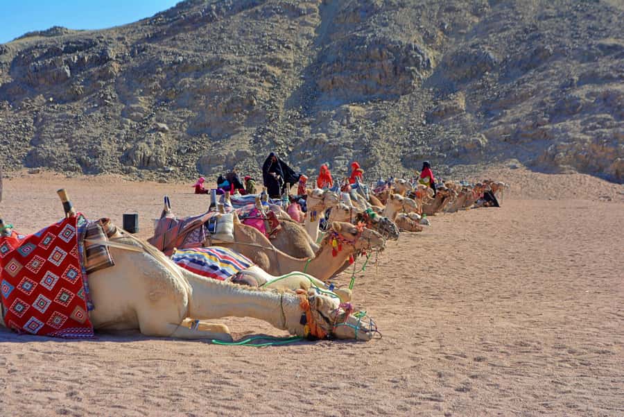 Hurghada: Safari Jeep & Camel Ride with BBQ Dinner & Show - BBQ dinner with Arabic tea: the part that sells the whole evening