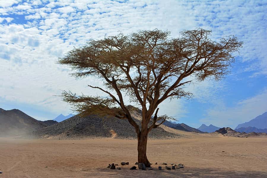 Hurghada: Safari Jeep & Camel Ride with BBQ Dinner & Show - Tanoura dance show: fun, fast, and easy to enjoy