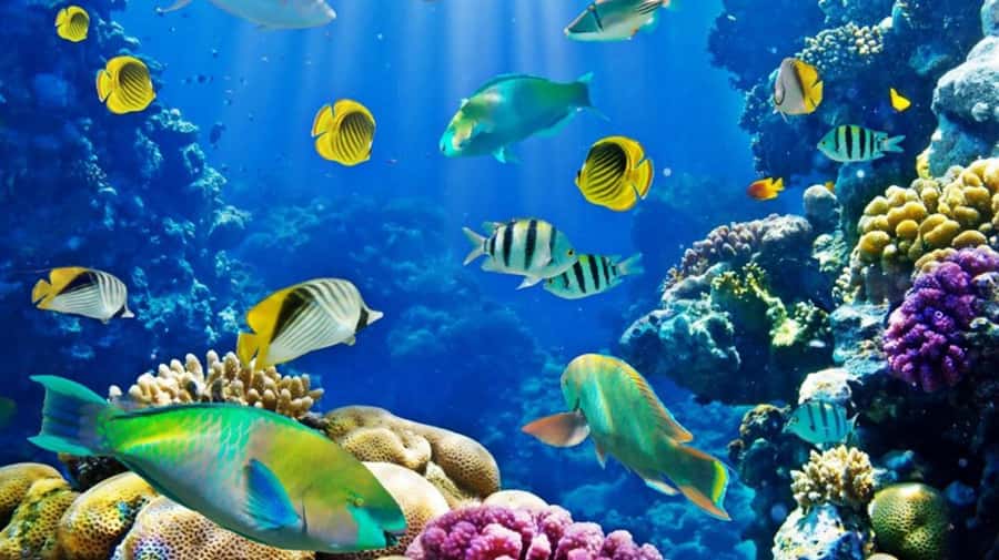 Hurghada: Scuba Diving cruise with lunch & pickup - Between the underwater sessions: the 90-minute boat break
