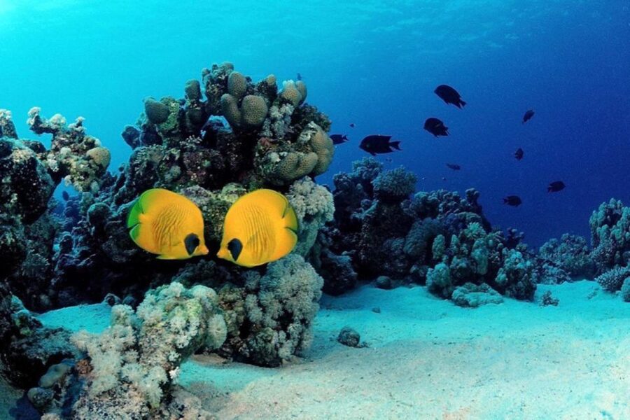 Hurghada: Scuba Diving cruise with lunch & pickup - Who should book this Red Sea cruise, and who should skip it