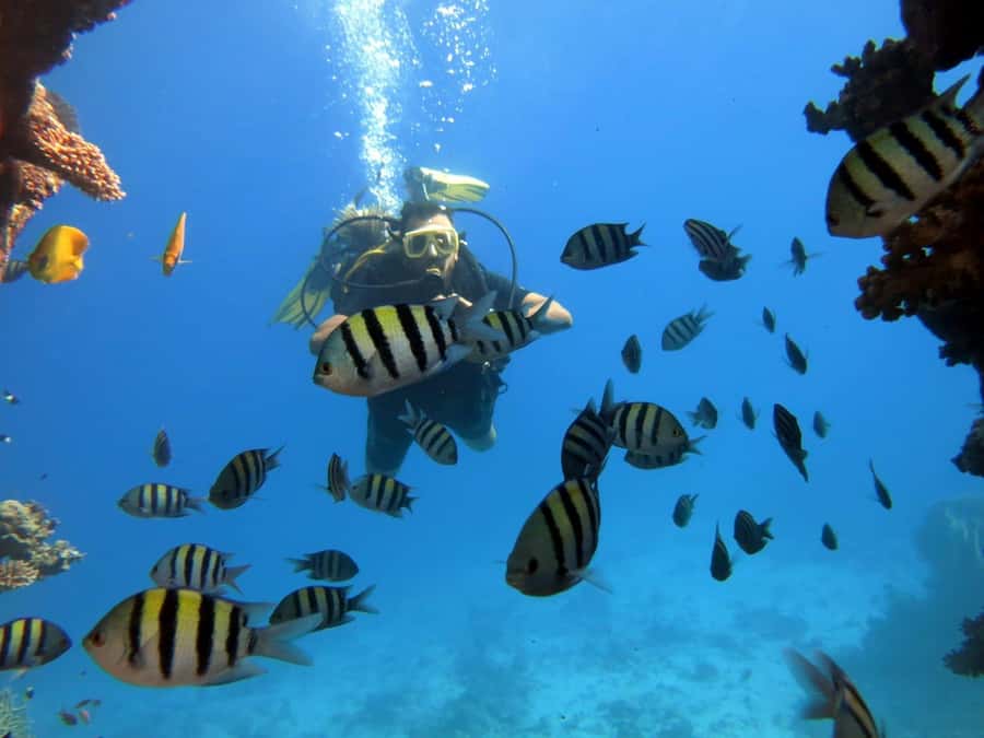 Hurghada: Scuba Diving cruise with lunch & pickup - Practical tips to make your day smoother