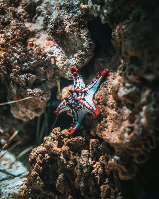 Hurghada: Scuba Diving for Beginners & Certified Divers - Who this is best for in Hurghada, and who should skip it