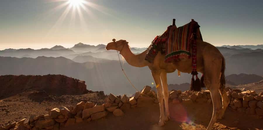 Hurghada: Sea & Desert Camel Ride w/Dinner, Show, Stargazing - Sunrise Breakfast and Morning Rides: Cooler Light, Quieter Energy