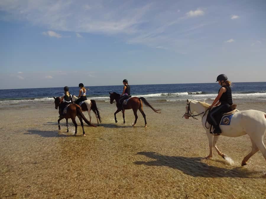Hurghada: Sea & Desert Horse Tour, Stargazing, Dinner & Show - Price and value in Hurghada: what $20 buys, and what to add