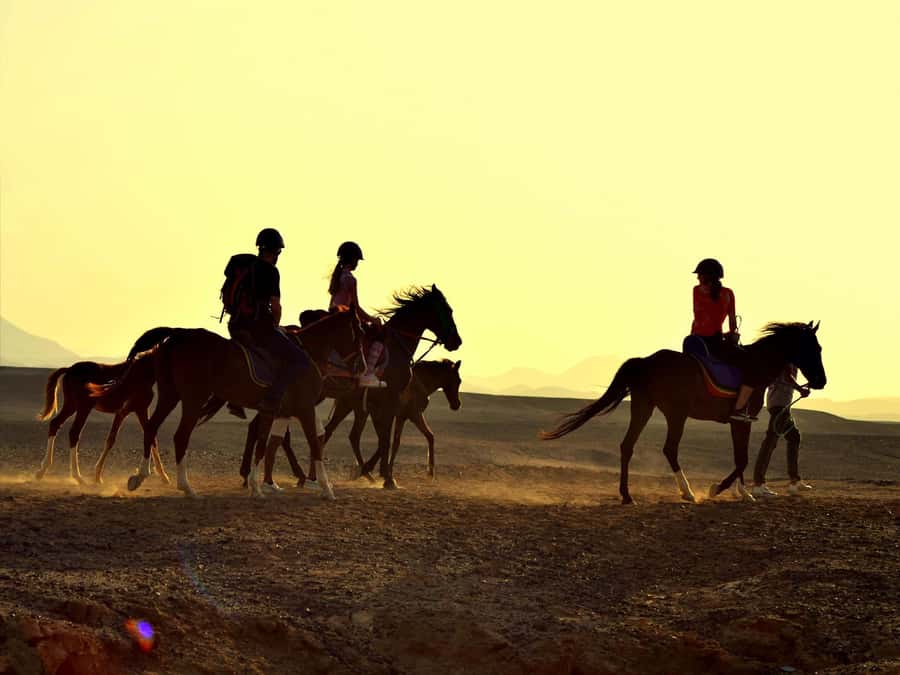 Hurghada: Sea & Desert Horse Tour, Stargazing, Dinner & Show - Who this tour suits best, and who should think twice