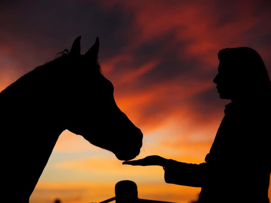 Hurghada: Sea & Desert Horse Tour, Stargazing, Dinner & Show - Desert-to-coast riding: what the 2-hour route feels like