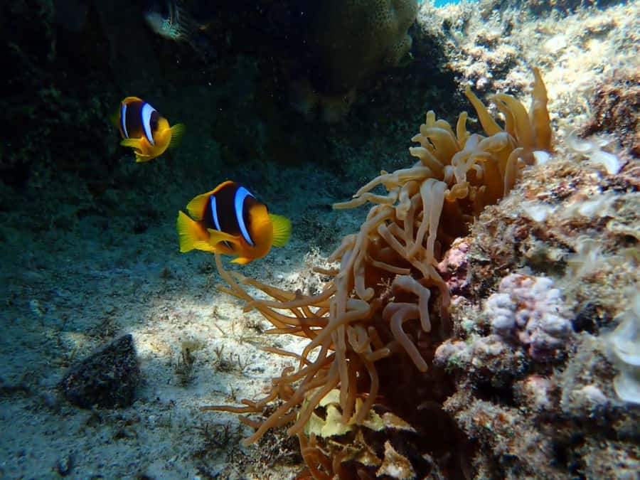 Hurghada: Snorkelling Trip by Speedboat with Hotel Pickup - Your Snorkel Time: How the Tour Keeps Moving Without Turning It Into a Sprint