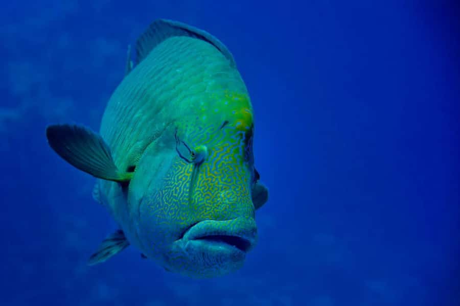 Hurghada: Snorkelling Trip by Speedboat with Hotel Pickup - What to Bring, What to Skip, and How to Stay Comfortable in the Water