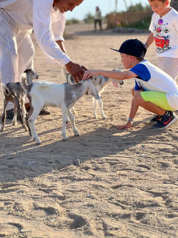 Hurghada: Sunset Camel Ride with Dinner - Dinner That Actually Fills You Up, Then Time to Look Up