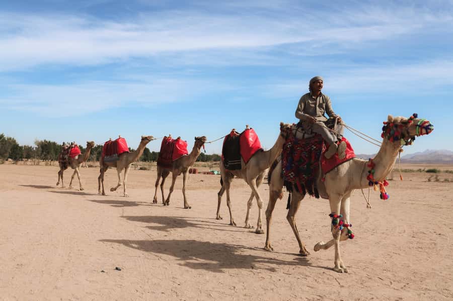 Hurghada: Sunset Camel Ride with Dinner - One-Hour Camel Ride Between Desert Valleys at Sunset
