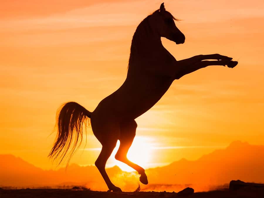 Hurghada: Sunset Sea, Desert Horse W Opt, Dinner, Stargazing - Red Sea cruise at golden hour, with a real horizon moment