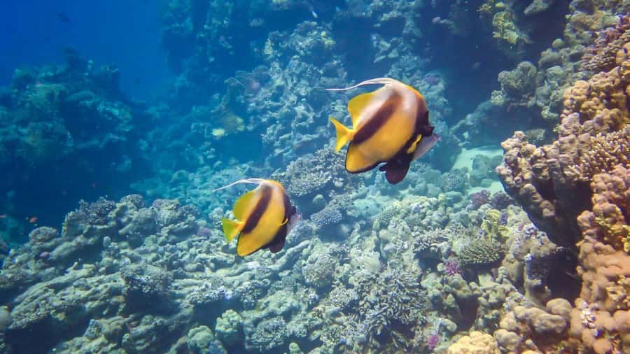 Hurghada: Yacht Trip Dolphin Watching W Lunch & Multi Option - Reef snorkeling stops: what you swim, what you get, and what can change
