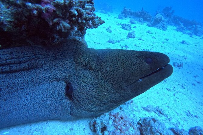 Intro Diving Beginner and Discover Red Sea Underwater - Timing, weather, and the reality of ocean plans