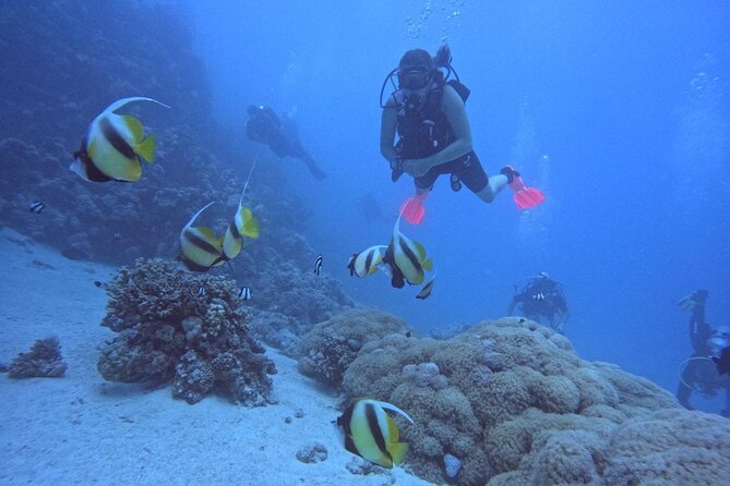Intro Diving Beginner and Discover Red Sea Underwater - Pickup in Hurghada and the start of the day