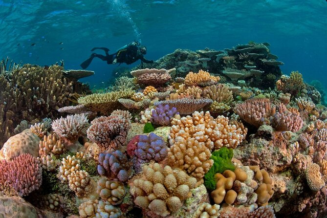 Intro Diving for Beginners 2 Stops Diving with Lunch - Hurghada - Scheduling, Group Size, and What a Max of 30 Means