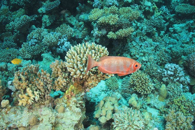 Intro Scuba Diving: 2 Dive Stops With Lunch & transfer - Hurghada - Lunch onboard: a real break with drinks included