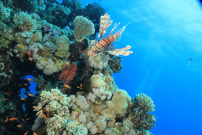 Intro Scuba Diving: 2 Dive Stops With Lunch & transfer - Hurghada - What to bring (and what not to stress about)