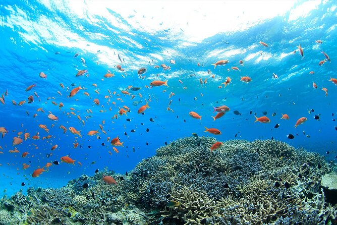 Intro Scuba Diving 2 Stops Trip with Transfers & Lunch - Hurghada - Morning timing, pickup, and port check-in (start at 8:00 am)