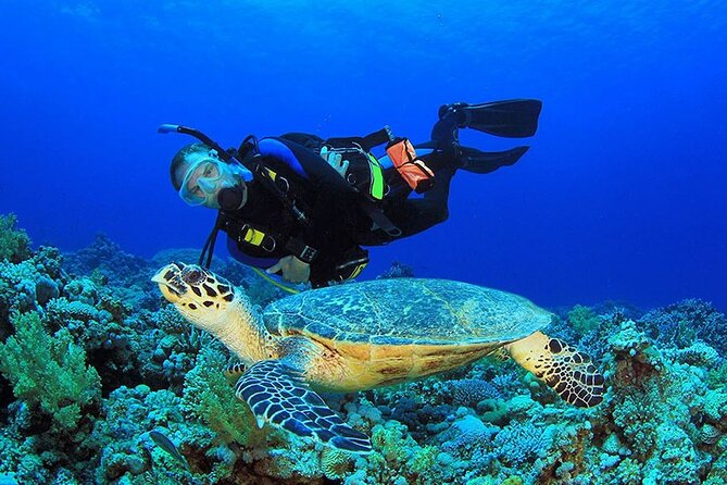 Intro Scuba Diving 2 Stops Trip with Transfers & Lunch - Hurghada - Second underwater area: what changes after lunch