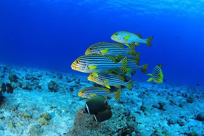 Intro Scuba Diving 2 Stops Trip with Transfers & Lunch - Hurghada - Safety, equipment condition, and hygiene: where experiences can split