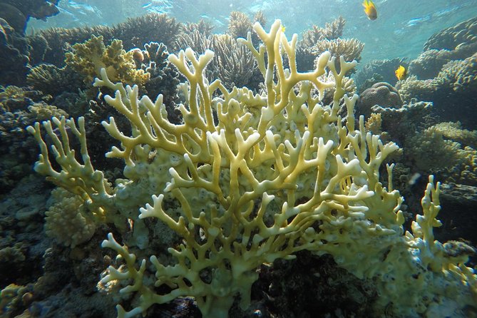 Intro Scuba Diving - A first-time scuba try in Hurghada, built for comfort