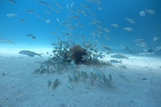 Intro Scuba Diving - Your two underwater training sessions around the reef