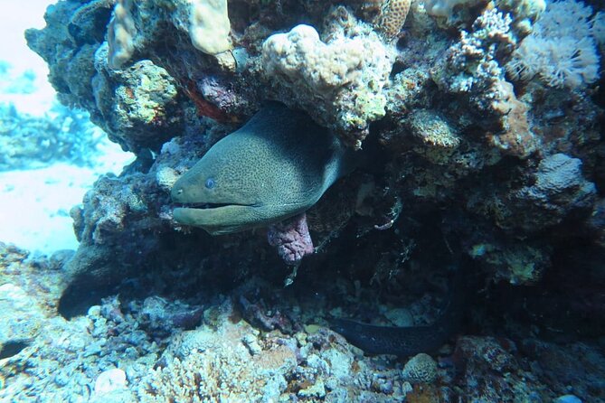 Intro Scuba Diving - Coral reef time after lunch, without scuba gear