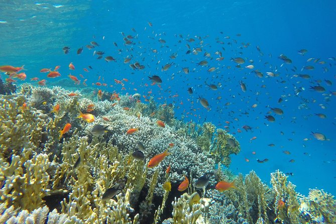 Intro Scuba Diving - Who should book this Hurghada intro scuba experience