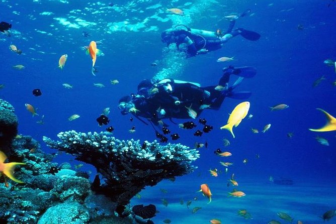 Intro Scuba Diving Beginners Full Day Boat Trip 2 Stops Diving & Lunch– Hurghada - Two Underwater Stops: Coral, Fish, and the Chance of Dolphins